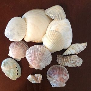 🐚 Shells 🐚